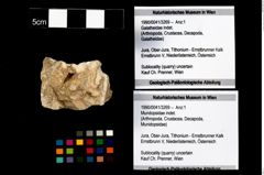 Foto (Objekt + Etikett) von Mundopsidae indet.  (NHMW-GEO-1990-0041-3269)